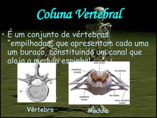 Coluna Vertebral É um conjunto de vértebras “empilhadas” que apresentam cada uma um buraco, constituindo um canal que aloja a medula espinhal. Vértebra Medula 