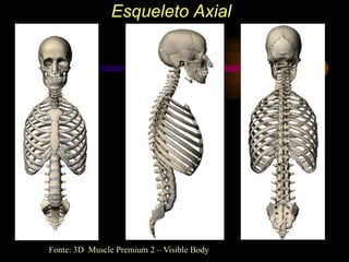 Esqueleto Axial
Fonte: 3D Muscle Premium 2 – Visible Body
 