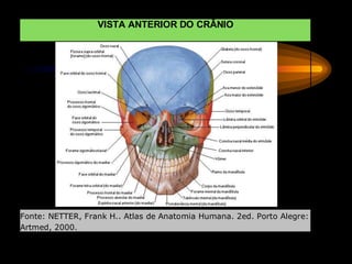 VISTA ANTERIOR DO CRÂNIO
Fonte: NETTER, Frank H.. Atlas de Anatomia Humana. 2ed. Porto Alegre:
Artmed, 2000.
 
