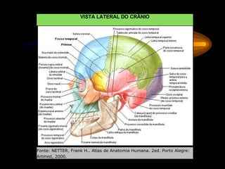 VISTA LATERAL DO CRÂNIO
Fonte: NETTER, Frank H.. Atlas de Anatomia Humana. 2ed. Porto Alegre:
Artmed, 2000.
 