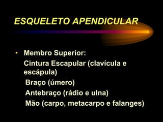 ESQUELETO APENDICULAR
• Membro Superior:
Cintura Escapular (clavícula e
escápula)
Braço (úmero)
Antebraço (rádio e ulna)
Mão (carpo, metacarpo e falanges)
 