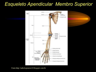 Esqueleto Apendicular Membro Superior
 