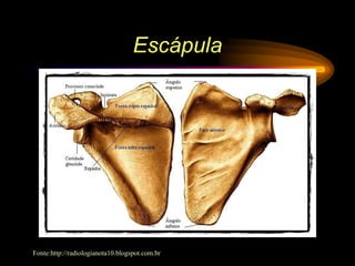Escápula
Fonte:http://radiologianota10.blogspot.com.br
 