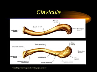 Clavícula
 