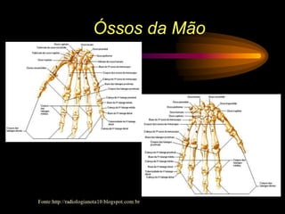 Óssos da Mão
 