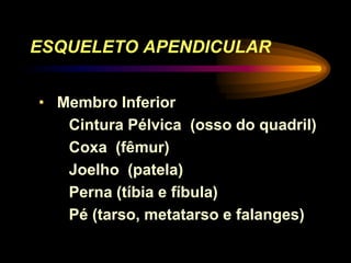 ESQUELETO APENDICULAR
• Membro Inferior
Cintura Pélvica (osso do quadril)
Coxa (fêmur)
Joelho (patela)
Perna (tíbia e fíbula)
Pé (tarso, metatarso e falanges)
 
