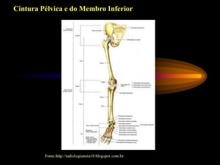 Cintura Pélvica e do Membro Inferior
 