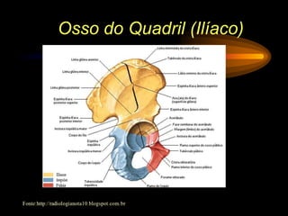 Osso do Quadril (Ilíaco)
 