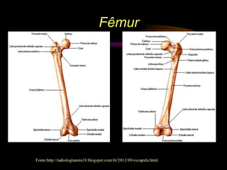 Fêmur
 