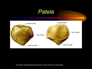 Patela
 