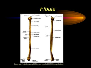 Fíbula
 