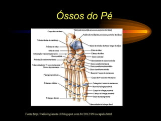 Óssos do Pé
 