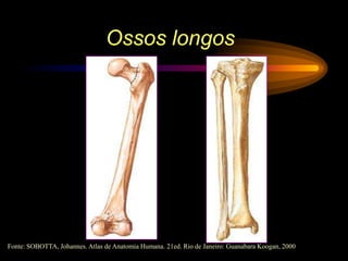 Ossos longos
Fonte: SOBOTTA, Johannes. Atlas de Anatomia Humana. 21ed. Rio de Janeiro: Guanabara Koogan, 2000
 
