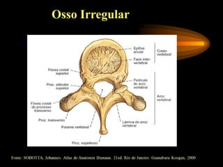 Osso Irregular
 
