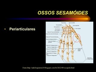 OSSOS SESAMÓIDES
• Periarticulares
 