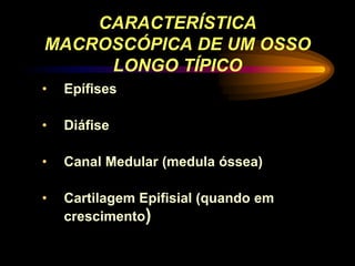 CARACTERÍSTICA
MACROSCÓPICA DE UM OSSO
LONGO TÍPICO
• Epífises
• Diáfise
• Canal Medular (medula óssea)
• Cartilagem Epifisial (quando em
crescimento)
 