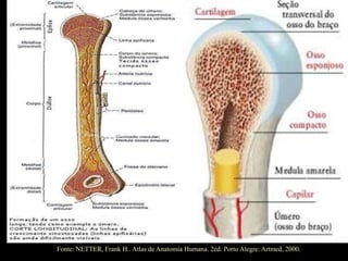 Fonte: NETTER, Frank H.. Atlas de Anatomia Humana. 2ed. Porto Alegre: Artmed, 2000.
 
