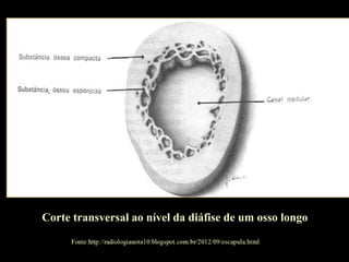 Corte transversal ao nível da diáfise de um osso longo
 