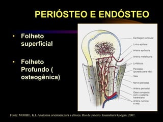 PERIÓSTEO E ENDÓSTEO
• Folheto
superficial
• Folheto
Profundo (
osteogênica)
Fonte: MOORE, K.L.Anatomia orientada para a clínica. Rio de Janeiro: Guanabara Koogan, 2007.
 
