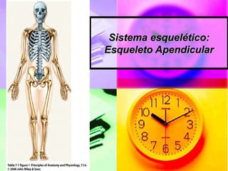 Sistema esquelético:Sistema esquelético:
Esqueleto ApendicularEsqueleto Apendicular
 