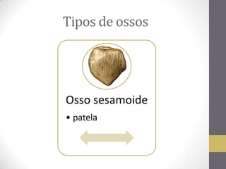 Osso sesamoide
• patela
Tipos de ossos
 