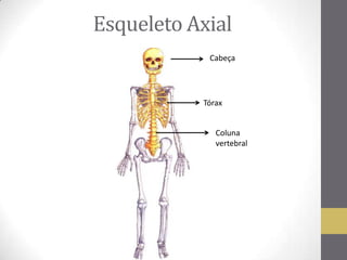 Esqueleto Axial
Cabeça
Tórax
Coluna
vertebral
 