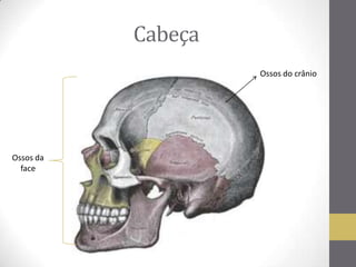 Cabeça
Ossos do crânio
Ossos da
face
 