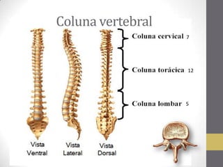 Coluna vertebral
7
12
5
 