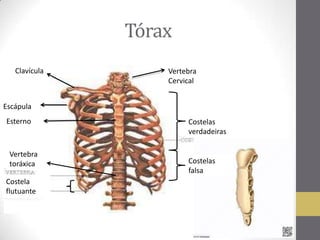 Tórax
Clavícula
Costelas
verdadeiras
Vertebra
Cervical
Vertebra
toráxica
Costela
flutuante
Esterno
Escápula
Costelas
falsa
 