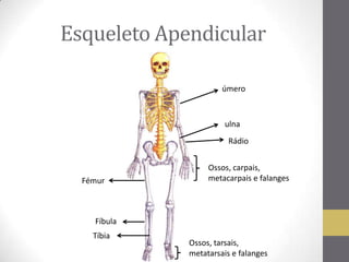 Esqueleto Apendicular
úmero
Rádio
ulna
Fémur
Fíbula
Tíbia
Ossos, carpais,
metacarpais e falanges
Ossos, tarsais,
metatarsais e falanges
 