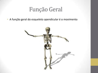 Função Geral
• A função geral do esqueleto apendicular é o movimento
 