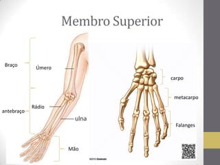 Membro Superior
Úmero
Rádio
Braço
antebraço
Mão
carpo
metacarpo
Falanges
 