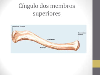 Cíngulo dos membros
superiores
 