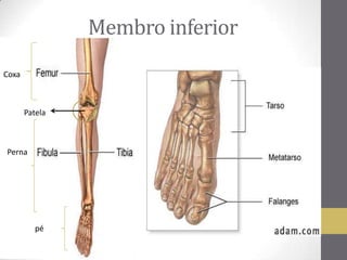 Membro inferior
Patela
Coxa
Perna
pé
 