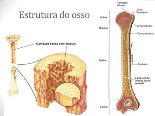 Estrutura do osso
 