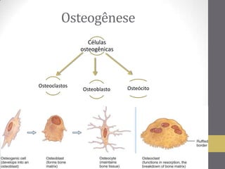 Osteogênese
Células
osteogênicas
Osteoclastos
Osteoblasto Osteócito
 