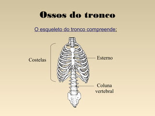 Ossos do tronco
O esqueleto do tronco compreende:

Costelas

Esterno

Coluna
vertebral

 