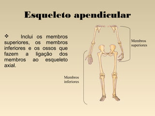 Esqueleto apendicular

Inclui os membros
superiores, os membros
inferiores e os ossos que
fazem a ligação dos
membros ao esqueleto
axial.
Membros
inferiores

Membros
superiores

 