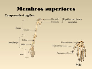 Membros superiores
Compreende 4 regiões:
Clavícula
Omoplata

Braço

Espádua ou cintura
escapular

Úmero

Cúbito

Antebraço

Carpo (8 ossos)
Rádio

Mão

Metacarpo (5 ossos)

Falanges

Mão

 