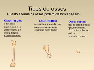 Tipos de ossos
Quanto à forma os ossos podem classificar-se em:
Ossos longos:

Ossos chatos:

a dimensão
predominante é o
comprimento e o
osso é espesso.
Exemplo: fémur

a superfície é grande, mas
a espessura é pequena.
Exemplo: ossos ilíacos

Ossos curtos:

não há uma dimensão
que, nitidamente,
Predomine sobre as
outras.
Exemplo: rótula

 