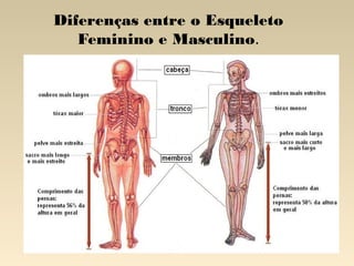 Diferenças entre o Esqueleto
Feminino e Masculino.

 