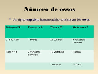 Número de ossos
 Um típico esqueleto humano adulto consiste em 206 ossos.
Cabeça = 22

Pescoço = 8 

Tórax = 37 

Abdômen = 7 

Crânio = 08

1 Hioide

24 costelas

5 vértebras
lombares

Face = 14

7 vértebras
cervicais

12 vértebras

1 sacro

1 esterno

1 cóccix

 