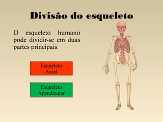 Divisão do esqueleto
O esqueleto humano
pode dividir-se em duas
partes principais:
Esqueleto
Axial
Esqueleto
Apendicular

 