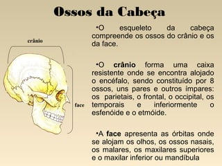 Ossos da Cabeça
•O
esqueleto
da
cabeça
compreende os ossos do crânio e os
da face.

crânio

face

•O crânio forma uma caixa
resistente onde se encontra alojado
o encéfalo, sendo constituído por 8
ossos, uns pares e outros ímpares:
os parietais, o frontal, o occipital, os
temporais
e
inferiormente
o
esfenóide e o etmóide.
•A face apresenta as órbitas onde
se alojam os olhos, os ossos nasais,
os malares, os maxilares superiores
e o maxilar inferior ou mandíbula

 