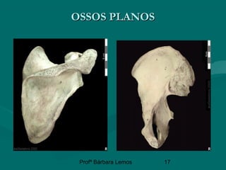 Profª Bárbara Lemos 17
OSSOS PLANOSOSSOS PLANOS
 