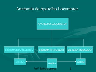 Profª Bárbara Lemos 2
Anatomia do Aparelho LocomotorAnatomia do Aparelho Locomotor
APARELHO LOCOMOTOR
SISTEMA ESQUELÉTICO SISTEMA ARTICULAR SISTEMA MUSCULAR
PASSIVO
UNIÃO
ATIVO
 