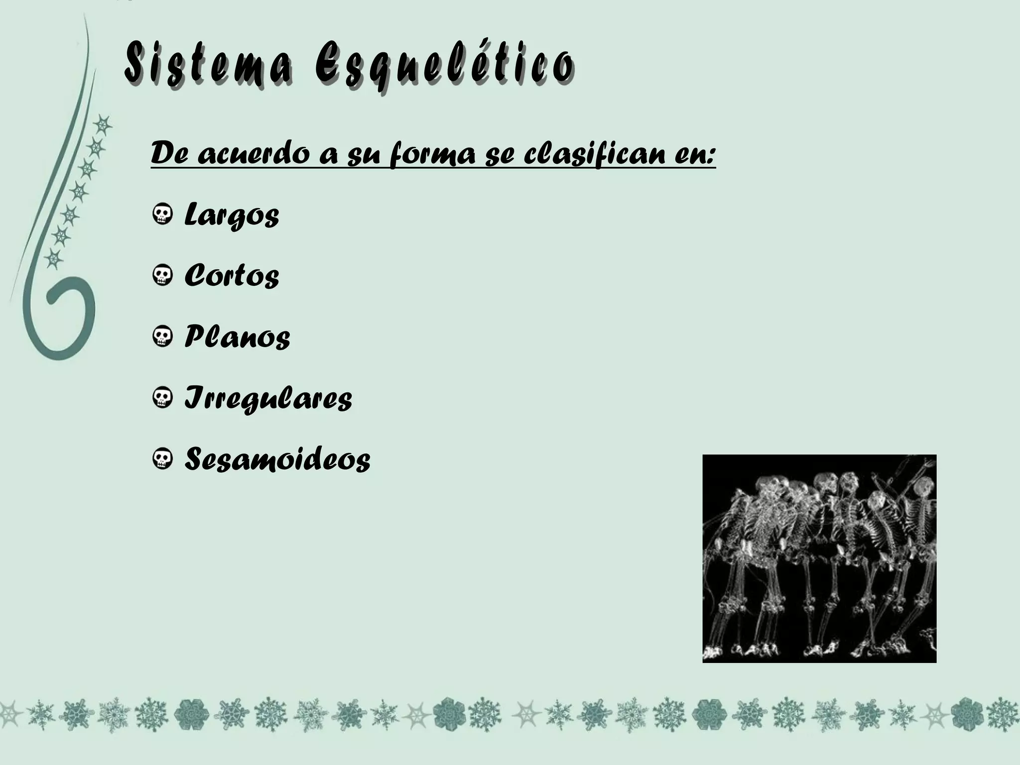 De acuerdo a su forma se clasifican en:
Largos
Cortos
Planos
Irregulares
Sesamoideos