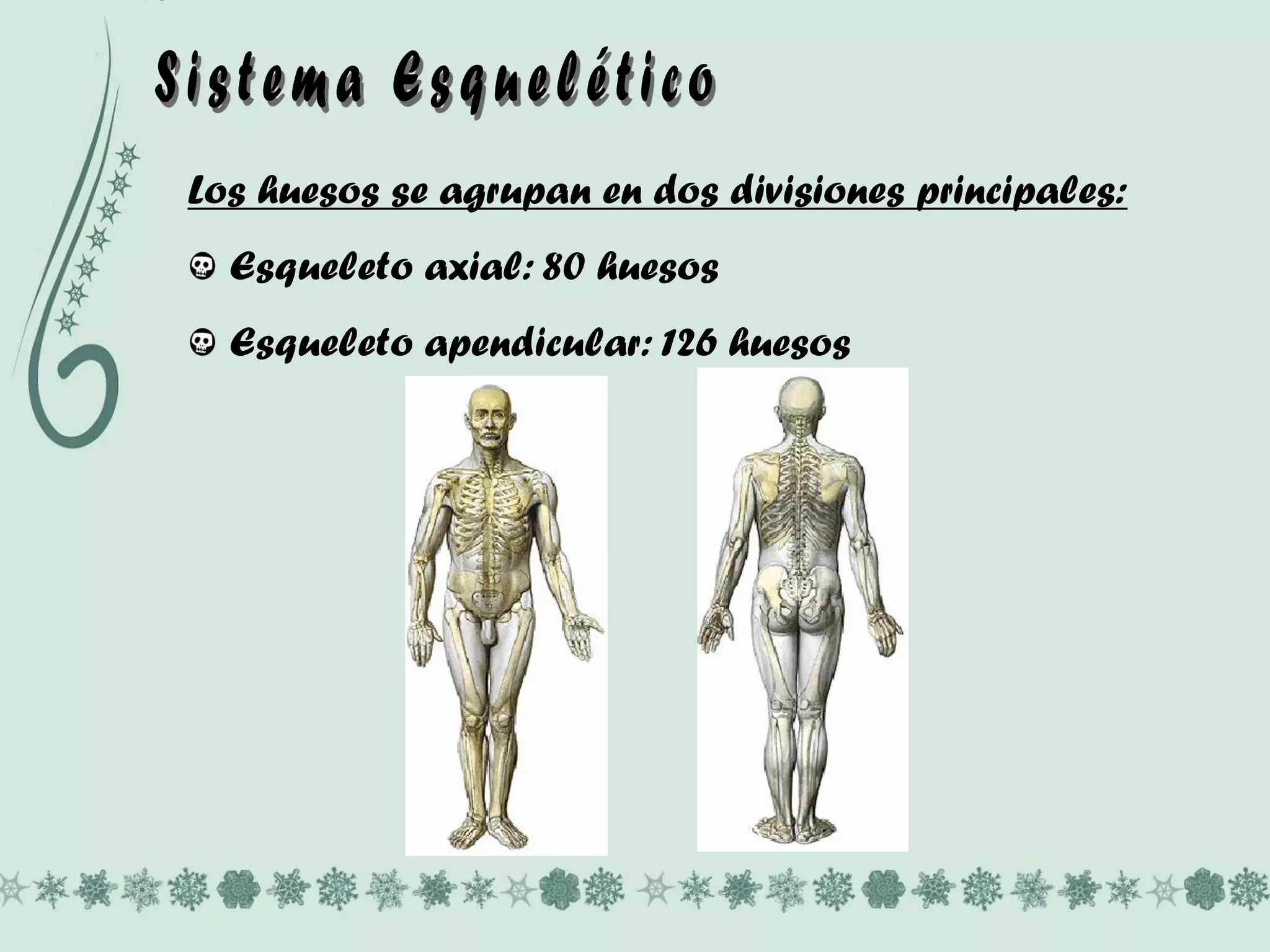 Los huesos se agrupan en dos divisiones principales:
Esqueleto axial: 80 huesos
Esqueleto apendicular: 126 huesos