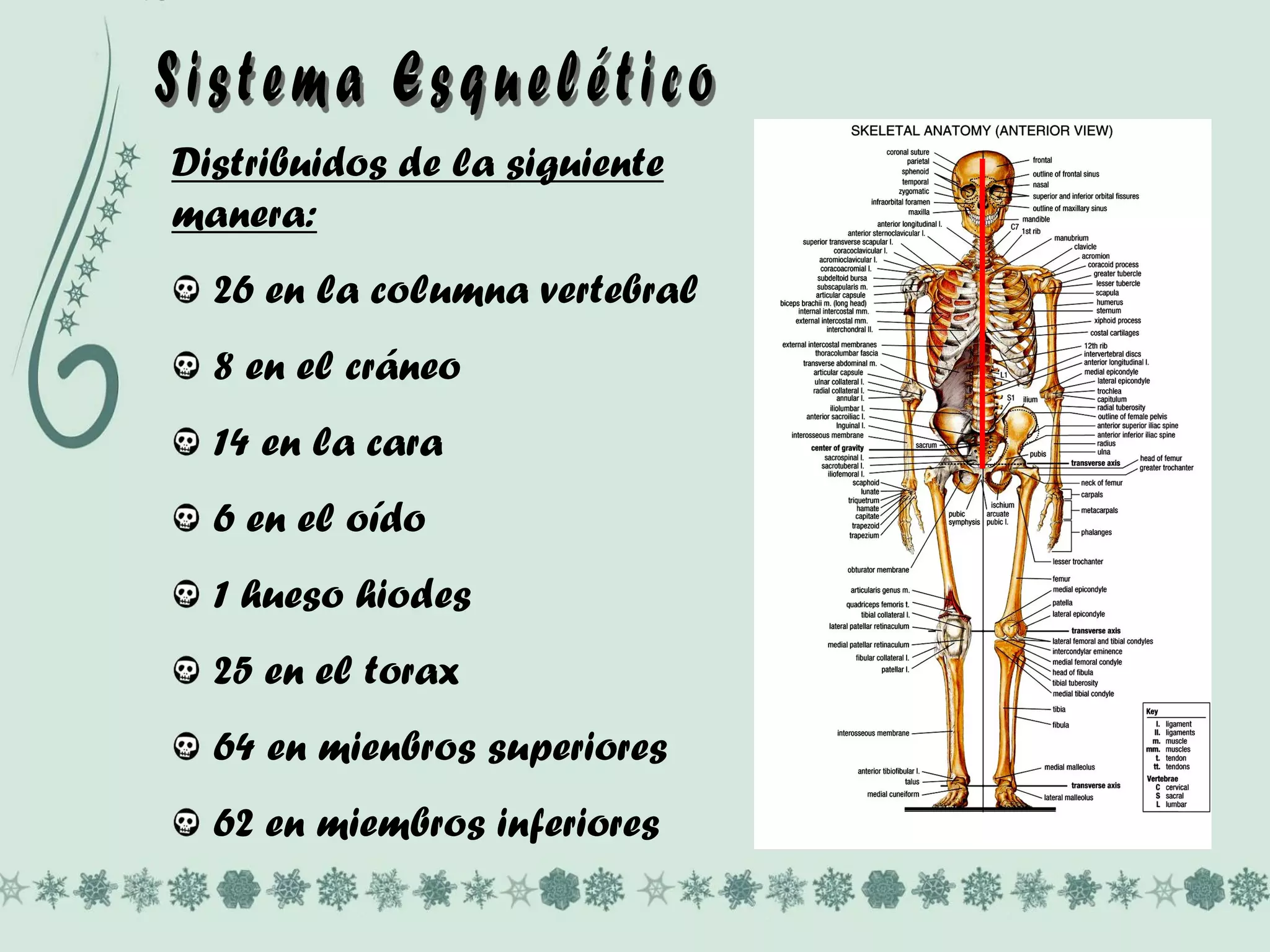 Distribuidos de la siguiente
manera:
26 en la columna vertebral
8 en el cráneo
14 en la cara
6 en el oído
1 hueso hiodes
25 en el torax
64 en mienbros superiores
62 en miembros inferiores