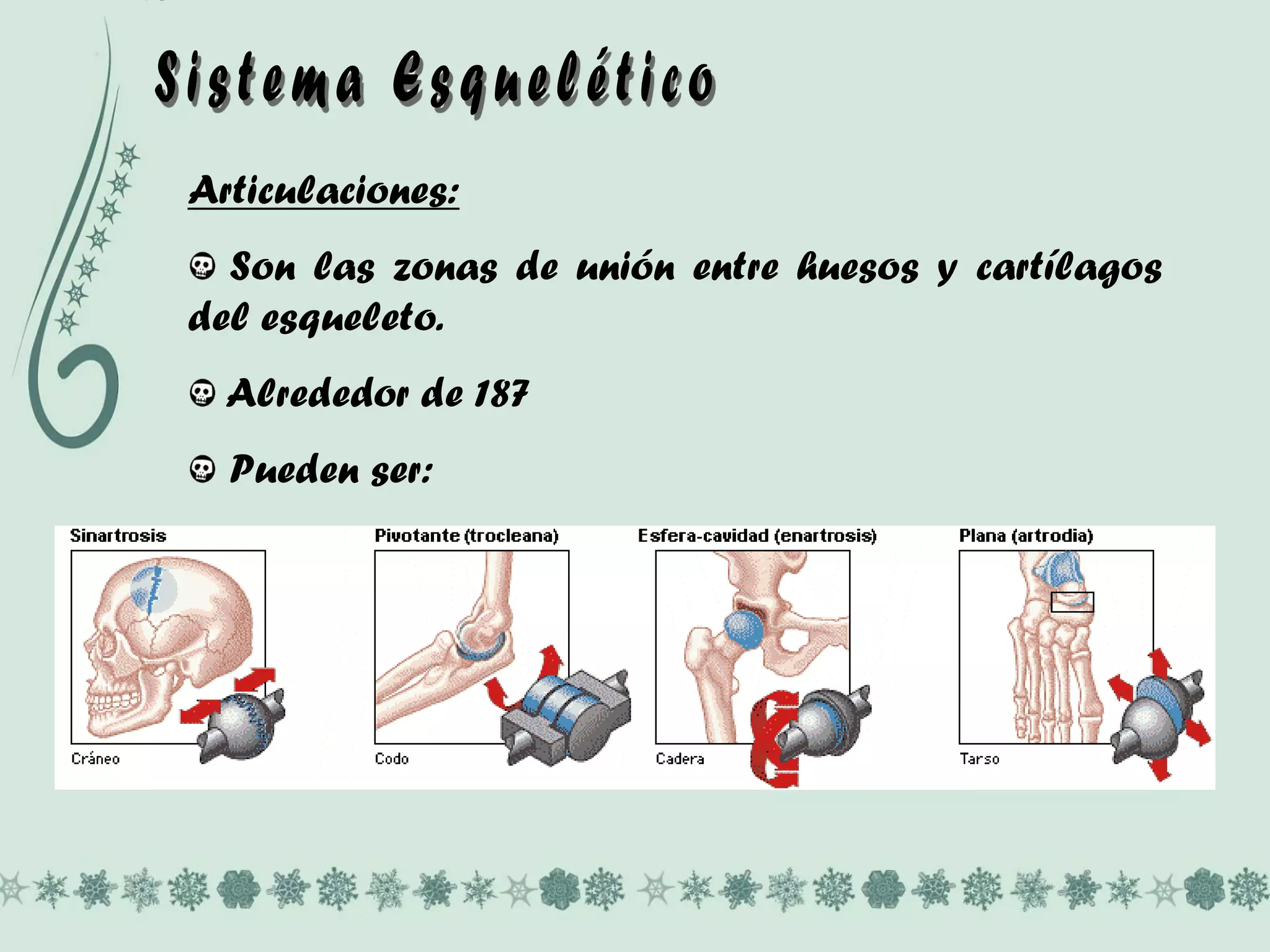 Articulaciones:
Son las zonas de unión entre huesos y cartílagos
del esqueleto.
Alrededor de 187
Pueden ser: